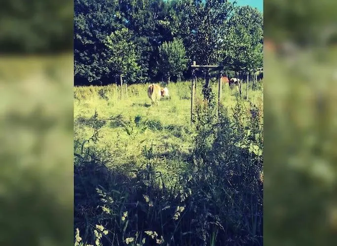 Gemuetliche Rothaarsteig Sauna Ruhrtal Hill Appartement Schmallenberg